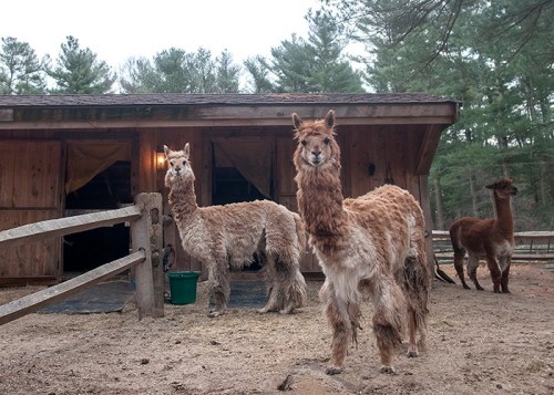 Three llamas stand outside a wooden barn, surrounded by trees, with one llama looking directly at the camera.