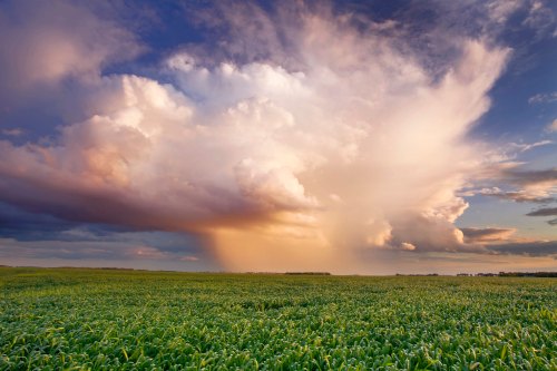 A vast green field under a dramatic sky filled with large, fluffy clouds and a hint of rain in the distance.