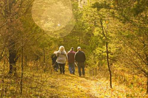 Three people walking down a forest path, surrounded by trees and warm autumn light.