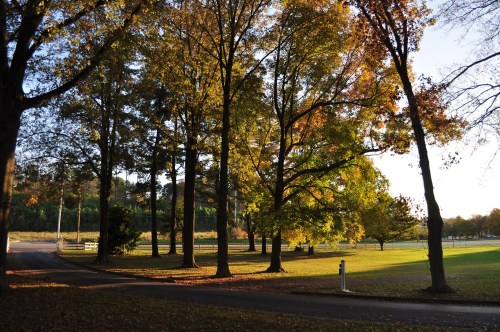 A serene park scene with tall trees displaying autumn foliage, sunlight filtering through leaves, and a winding path.