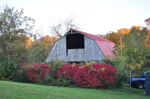A weathered barn with a red roof surrounded by vibrant autumn foliage and greenery.
