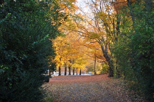 A serene path lined with trees displaying vibrant autumn foliage, leading through a peaceful landscape.