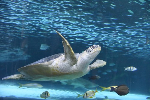 A sea turtle glides gracefully through clear blue water, surrounded by various colorful fish.