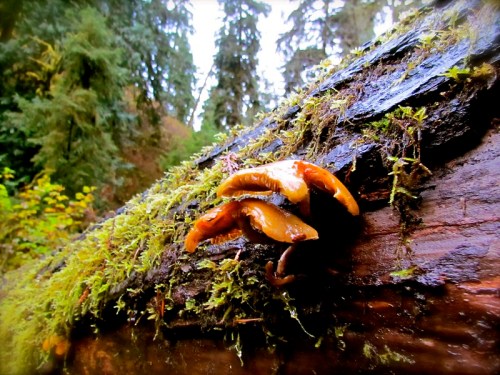 Mushrooms growing on a moss-covered log in a forest, surrounded by tall trees and a misty atmosphere.
