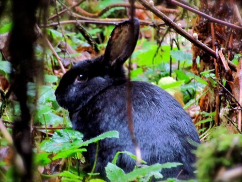 A black rabbit sits among green foliage and branches in a forest setting.