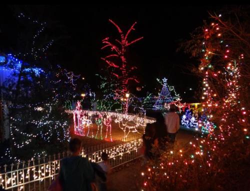 A festive display of colorful Christmas lights illuminating trees and decorations in a nighttime setting.