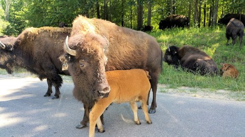 A bison calf nursing from its mother, surrounded by other bison in a forested area.