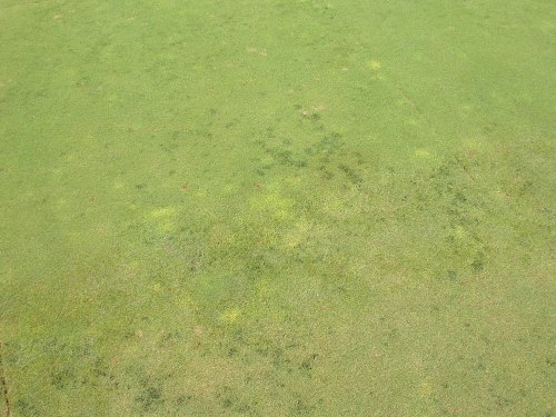 A close-up view of a green grass field with some uneven patches and varying shades of green.