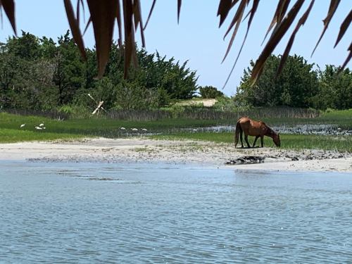 A brown horse grazes on a grassy shore near a calm water body, surrounded by trees and a clear blue sky.