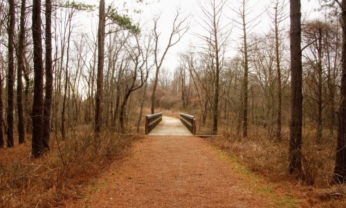 A wooden bridge spans a path through a bare, wooded area with tall trees and dry foliage.
