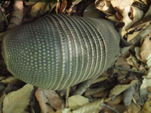 A close-up of a textured, oval-shaped object resting on a bed of dried leaves.