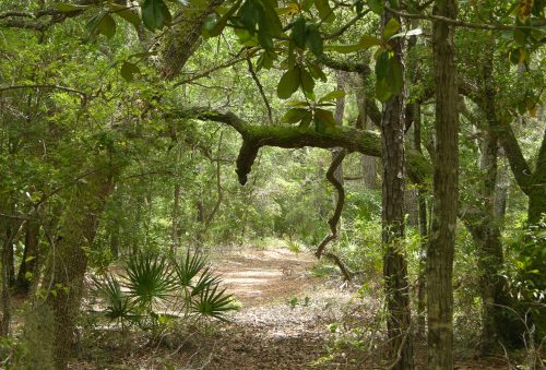 A winding path through a lush green forest, surrounded by trees and underbrush. Sunlight filters through the leaves.