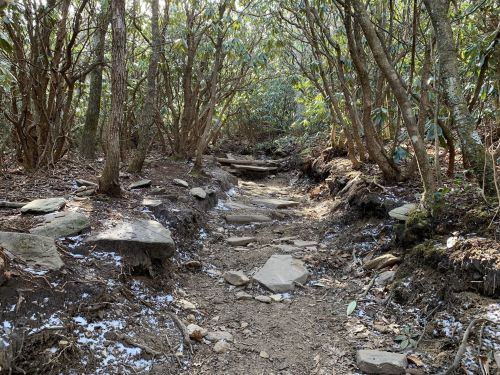 A narrow, rocky trail winding through a dense forest with trees and shrubs on either side.
