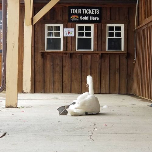A swan sitting on the ground in front of a wooden ticket booth with a "Tour Tickets Sold Here" sign.