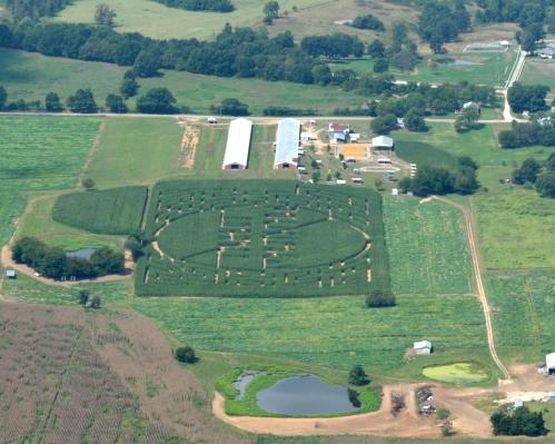 Aerial view of a corn maze shaped like a football, surrounded by fields and farm buildings.