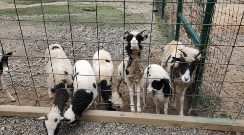 A group of sheep with black and white markings gathered by a fence in a farm setting.