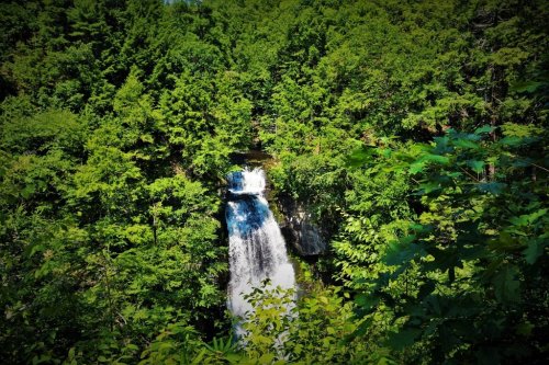 A cascading waterfall surrounded by lush green trees in a vibrant forest setting.