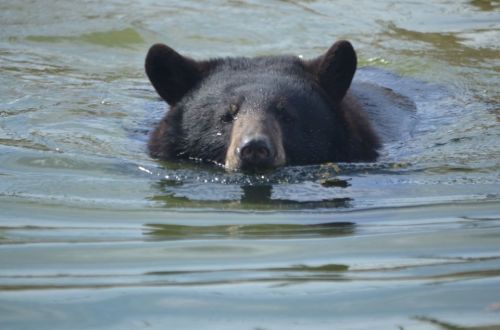 A black bear swimming in calm water, with its head above the surface, surrounded by ripples.
