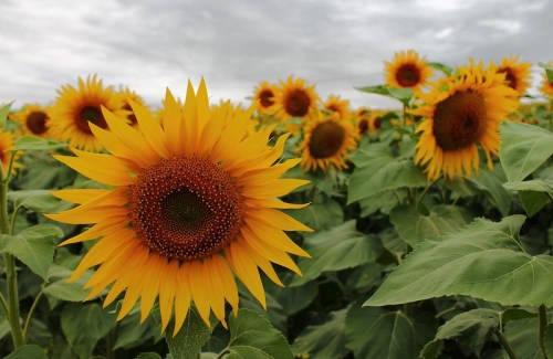 A vibrant field of sunflowers under a cloudy sky, showcasing bright yellow petals and dark centers.