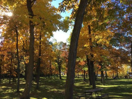 A vibrant park scene with trees displaying bright autumn foliage in shades of yellow and orange under a clear blue sky.