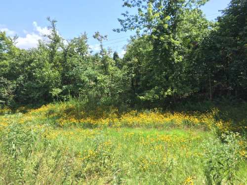A sunny landscape featuring a field of yellow wildflowers surrounded by lush green trees and blue sky.
