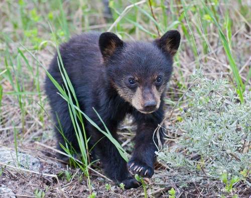 A small black bear cub walking through grass and plants in a natural setting.