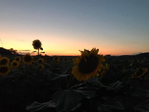 A field of sunflowers silhouetted against a colorful sunset sky.