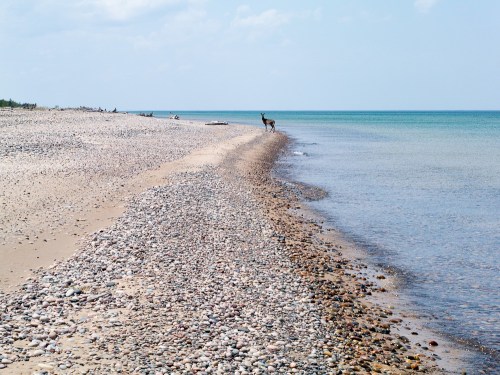 A serene beach scene with smooth pebbles and calm water, featuring a deer standing near the shoreline.