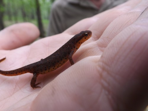 A small orange-brown salamander with black spots resting on a person's open hand in a natural setting.