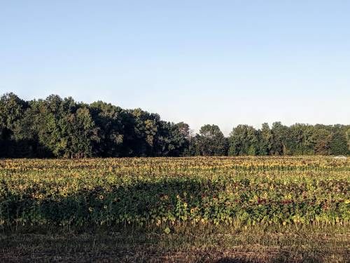 A vibrant sunflower field stretches across the landscape, bordered by lush green trees under a clear blue sky.