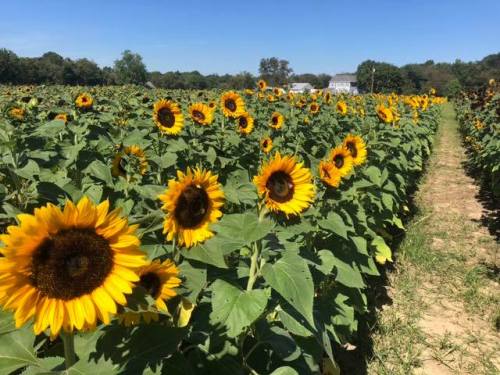 A vibrant field of sunflowers under a clear blue sky, with rows of bright yellow blooms stretching into the distance.