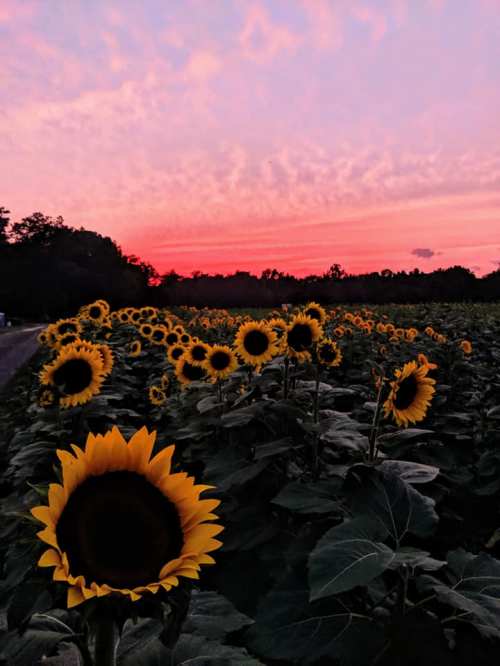 A field of sunflowers against a vibrant pink and purple sunset sky.