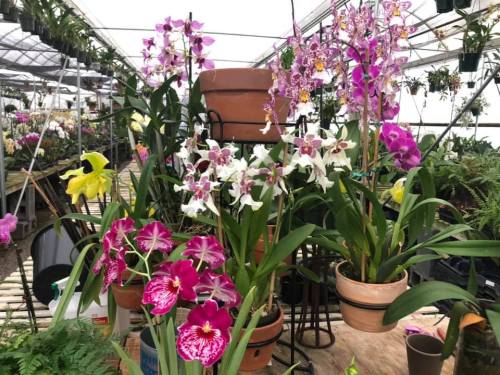 A vibrant greenhouse filled with various colorful orchids in pots, showcasing a variety of shapes and sizes.