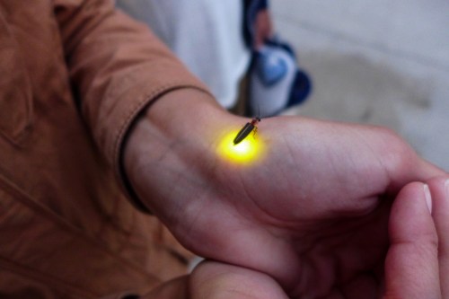 A close-up of a hand with a glowing firefly resting on the wrist, illuminating the skin.