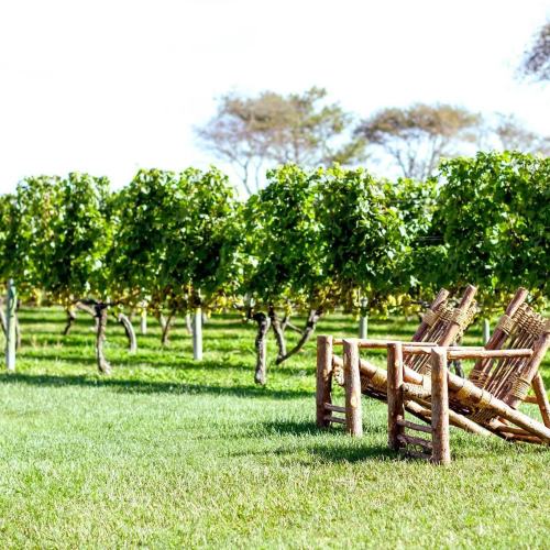 A serene vineyard with lush green grapevines and rustic wooden chairs in a sunny outdoor setting.