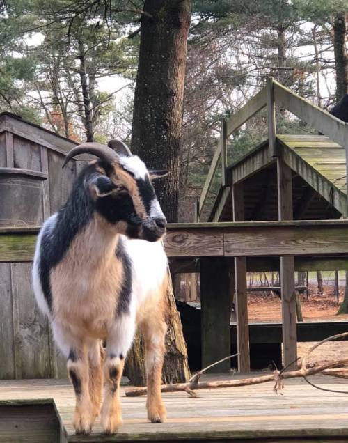 A black and white goat stands on a wooden deck surrounded by trees and a rustic building in the background.