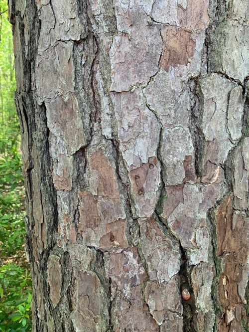 Close-up of textured tree bark with cracks and a natural, earthy color, surrounded by greenery.