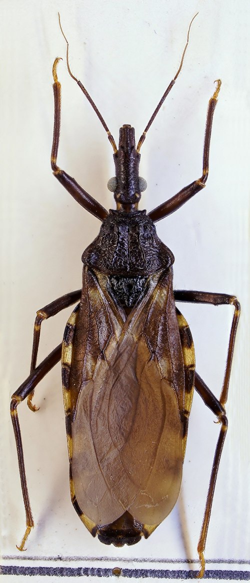 Close-up of a brown marmorated stink bug, showcasing its distinctive brown body and yellow-striped edges.