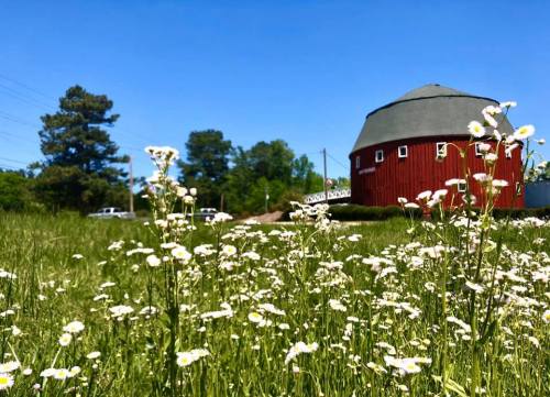 A field of white daisies in the foreground with a red barn and blue sky in the background.