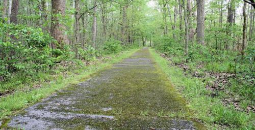 A moss-covered path winds through a lush green forest, surrounded by trees and foliage.