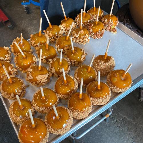 A tray of caramel apples, some coated with nuts and others with crushed cookies, all on wooden sticks.