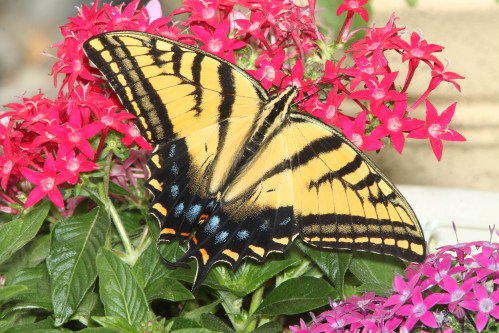 A vibrant yellow and black butterfly perched on bright pink flowers, surrounded by lush green leaves.