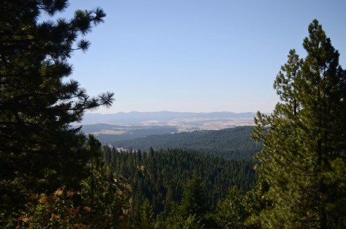 A scenic view of rolling hills and dense forests under a clear blue sky. Pine trees frame the landscape.