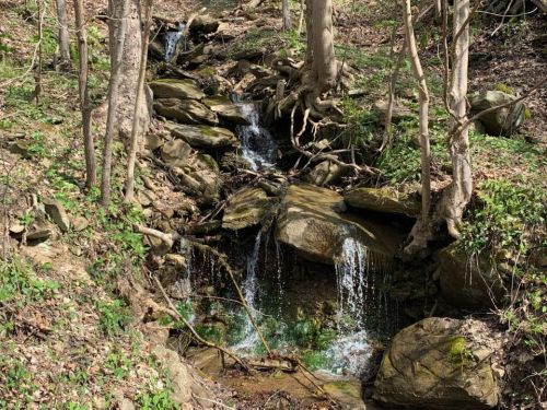 A serene forest scene featuring a small waterfall cascading over rocks, surrounded by trees and greenery.