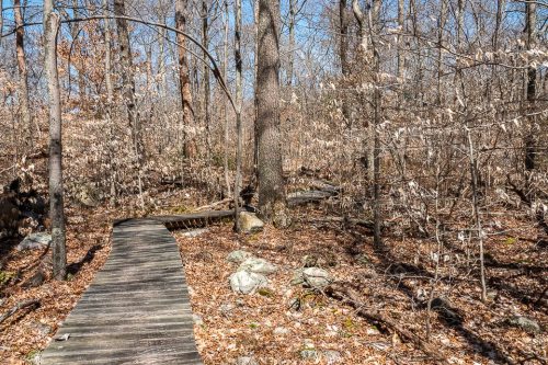 A wooden boardwalk winding through a leafless forest with bare trees and scattered rocks on the ground.