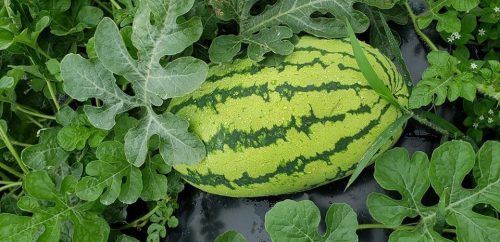 A ripe watermelon nestled among green leaves in a garden.