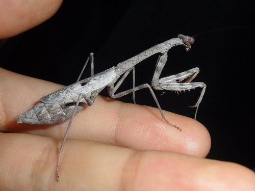 A large gray mantis perched on a person's hand, showcasing its elongated body and distinctive features.
