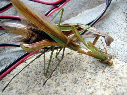 A large grasshopper resting on a stone, surrounded by tangled wires in the background.