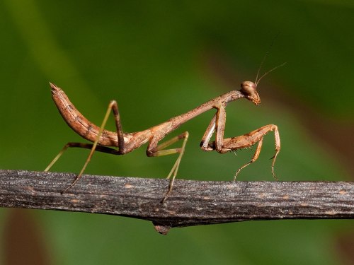 A close-up of a brown praying mantis perched on a twig, with a blurred green background.