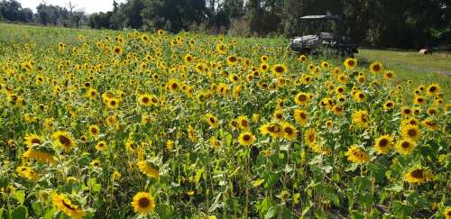 A vibrant field of sunflowers in full bloom, with a vehicle parked nearby under a clear blue sky.